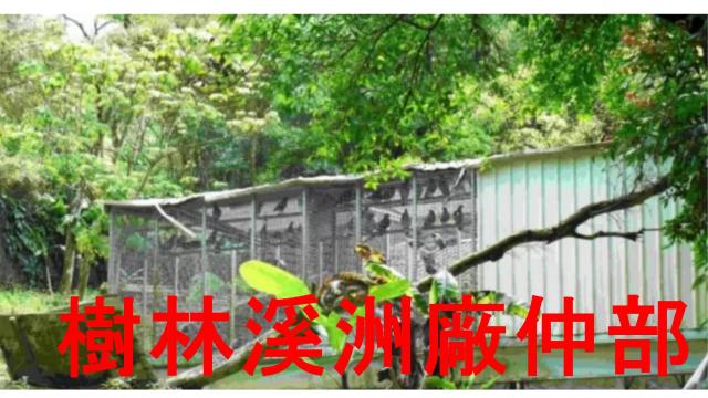 土城林地-2