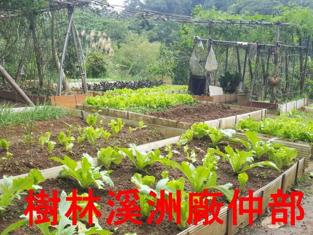 土城農地-4